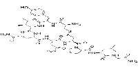   - 范德生物 BIOFOUNT