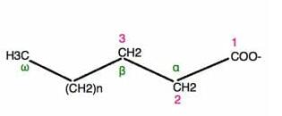 脂肪酸的（介紹，結(jié)構(gòu)，類型）